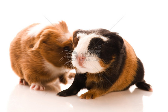 婴儿实验猪白色耳朵食物宏观仓鼠宠物红色爪子胡须棕色图片