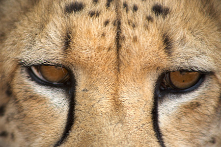 哈纳斯的猎豹动物荒野哺乳动物速度手表食肉动物园毛皮野生动物捕食者图片