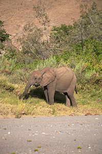斯凯顿海岸沙漠的大象黄色家族科兰动物荒野草食性野生动物哺乳动物团体沙漠图片