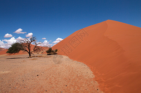 索苏武夫莱沙丘纳米布荒野场地风景沙漠太阳干旱生态蓝色旅行图片