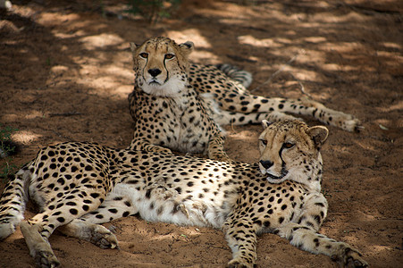 哈纳斯的猎豹猎人打猎野生动物手表荒野动物园速度猫科哺乳动物环境图片