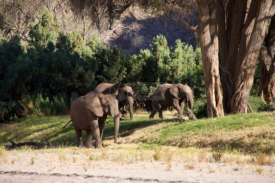 大象类国家组哺乳动物灰色科兰草食性家族沙漠树干动物野生动物幼兽图片