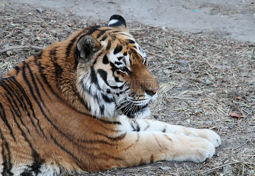 东北虎(西伯利亚虎)躺在草地上图片