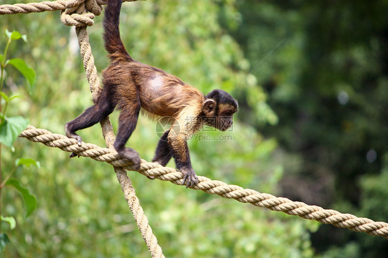 卡普钦猴子热带动物尾巴人类毛皮灵长类绿色哺乳动物棕色绳索图片