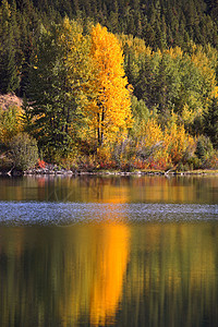 艾伯塔省风景的秋天反省高山树木风景湖泊场景旅行背景图片