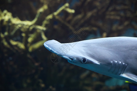 锤头帽子头鲨鱼水生生物海洋生物海上生活软骨眼睛图片