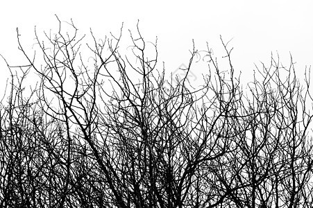 冬冬树枝条衬套树叶木头植物白色季节荒野树干黑色图片