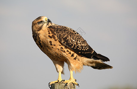 青鹰围在萨斯喀彻温的一个围栏哨所上图片