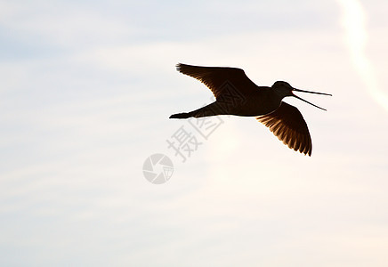 在景色萨斯喀彻温的飞行中被马尔布雷神威特风景野生动物栖息地滨鸟场景新世界动物群荒野照片保护图片