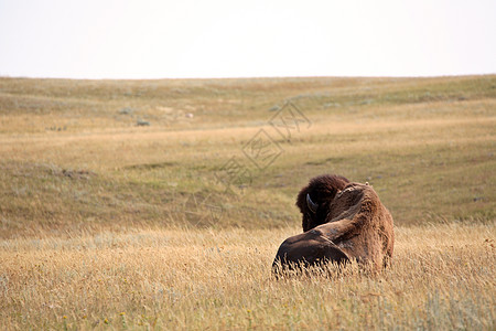 Bison住在萨斯喀彻温的一个地区图片