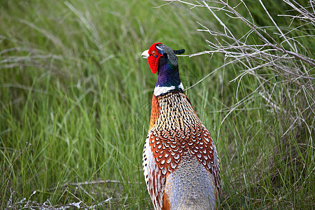萨斯喀彻温公路旁的环颈Pheasant图片