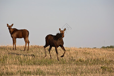 萨斯喀彻温地区有男性同龄的雌驼鹿季节性场地栖息地动物奶牛常年居民女性风景水平图片