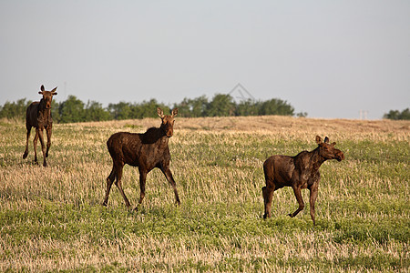 萨斯喀彻温地区与男性同龄的雌驼鹿季节性荒野哺乳动物常年居民大草原照片野生动物奶牛保护图片