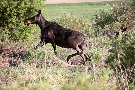 驼鹿哺乳动物加拿大高清图片