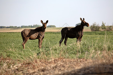 萨斯喀彻温地区有男性同龄的雌驼鹿水平游戏常年照片奶牛保护哺乳动物野生动物居民栖息地图片