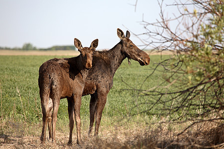 萨斯喀彻温地区有男性同龄的雌驼鹿场地动物群游戏女性哺乳动物大草原季节性水平奶牛照片图片