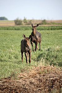 萨斯喀彻温地区有男性同龄的雌驼鹿照片栖息地哺乳动物季节性常年保护女性居民场地动物图片