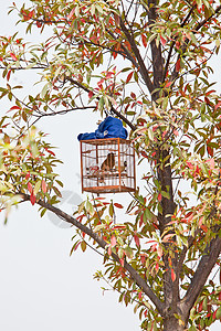 Vogelk无花果花园幼崽专家核心传统公园图片