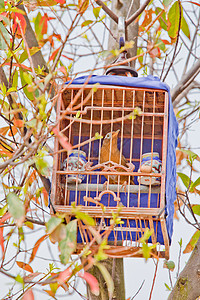 Vogelk无花果专家公园核心花园传统幼崽图片