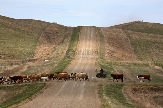 驾驶牛牛到萨斯喀彻温的新牧场动物穿越场景农村农场水平牛肉旅行乡村产业图片