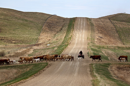 驾驶牛牛到萨斯喀彻温的新牧场照片牛肉动物车辆地形农村旅行农场奶牛穿越图片