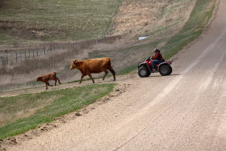 驾驶牛牛到萨斯喀彻温的新牧场乡村奶牛照片穿越农村场景产业旅行车辆水平图片