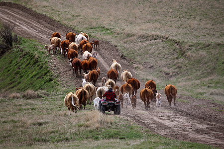 驾驶牛牛到萨斯喀彻温的新牧场牛肉奶牛农村农场动物场景产业地形照片乡村图片