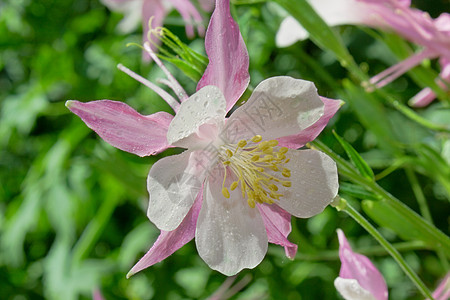粉红色花瓣草地花朵花束水滴蓝色花园美丽花头雨滴图片