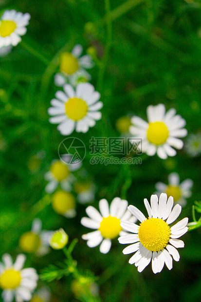 喀麦隆雏菊太阳甘菊场景花瓣生长风景草本植物晴天场地图片