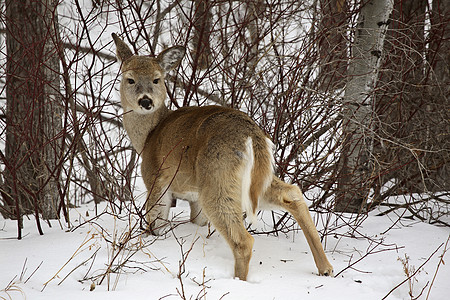 冬天的白尾鹿水平保护野生动物哺乳动物照片季节性打猎乡村灌木丛烫金图片