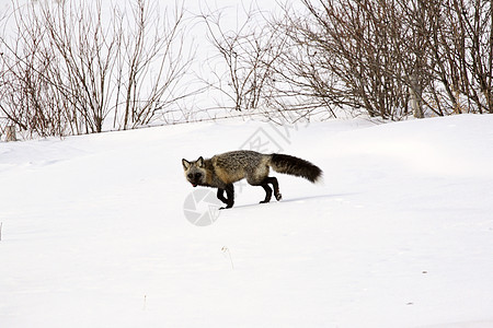 冬天的银狐照片哺乳动物捕食者狐狸食肉动物群野生动物水平动物图片