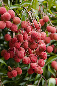 Lechee 莱舍白色水果荔枝饮食红色维生素甜点异国团体季节性图片
