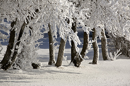 寒霜国庆日树木灌木丛水平照片农村天气场景国家季节性旅行图片