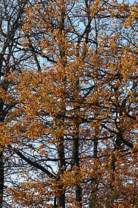 秋季植物学森林黄色分支机构树叶叶子公园环境橙子橡木图片