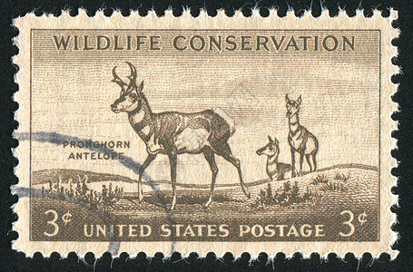 邮票耳朵动物园海豹羚羊野生动物哺乳动物集邮邮件尾巴栖息地图片