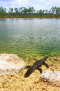 American 鳄鱼美洲鳄鱼密西西比斯生态危险针叶树生物学国家动物疱疹场景荒野沼泽地图片
