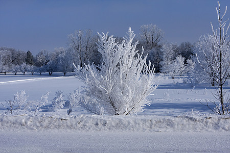 树上的新雪降雪季节橡木气候农村松树森林场景远足旅行图片