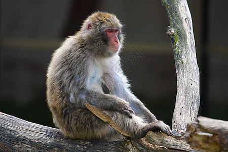 马卡克雪猴子的头发公园旅游哺乳动物毛皮动物灵长类温泉旅行猕猴图片