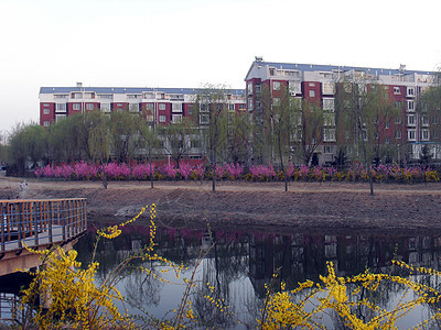 房地产迎春花建筑物面积住房花朵经济黄色图片