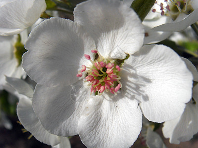 梨花梨树白色蓝色花朵背景图片
