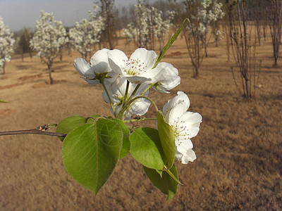 梨花白色梨树蓝色花朵背景图片