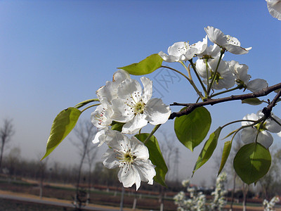 梨花蓝色白色花朵梨树背景图片