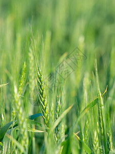 小麦土地环境收成草地园艺食物培育生活农村叶子图片
