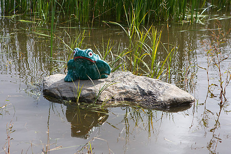 花蛙在沼泽地高高图片