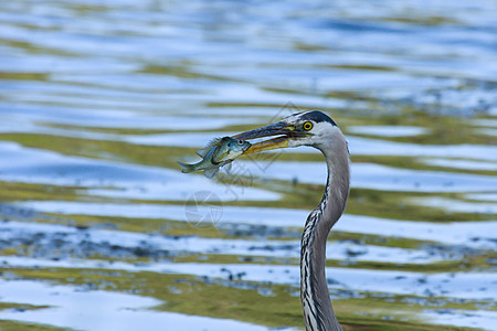 大蓝海隆捕鱼鸟类动物蓝色荒野羽毛野生动物池塘钓鱼捕食者猎物图片
