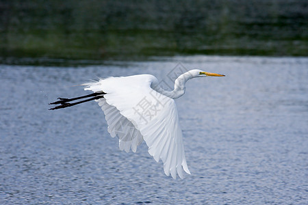 白色大白灰星飞行动物动物群野生动物白鹭脖子沼泽白斑公园池塘羽毛图片