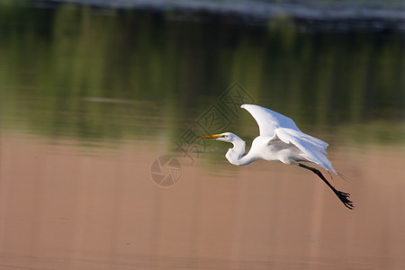 飞行中的大白色Egret野生动物羽毛脖子白鹭动物大道白斑肖像池塘公园图片
