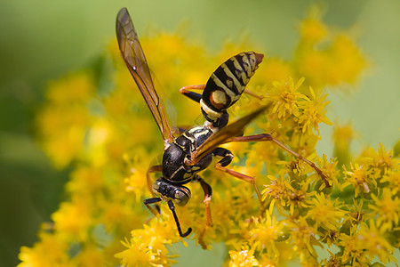 蜂鸣花漏洞马蜂野生动物黄色蜜蜂草原踏板翅膀昆虫树叶图片