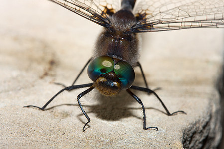 色彩多彩的飞龙翅膀滑翔机镖蜻蜓野生动物昆虫宏观蜻蜓叶子眼睛后院图片