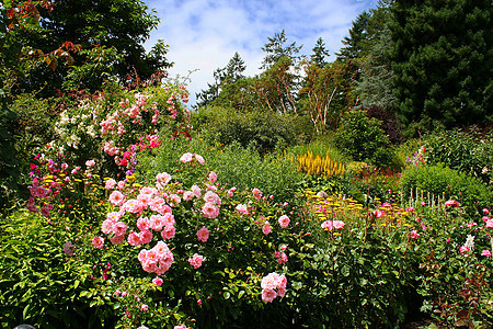 美丽的花花花园蓝色园艺植物花瓣草地花园植物群公园花束植物学图片